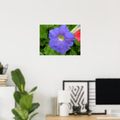 Belle impression Blue Petunia (Bureau à domicile)