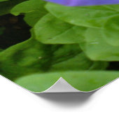 Belle impression Blue Petunia (Coin)