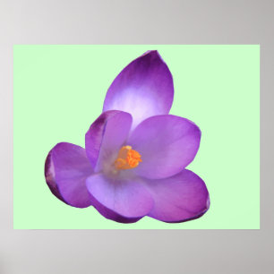 Belle impression Crocus
