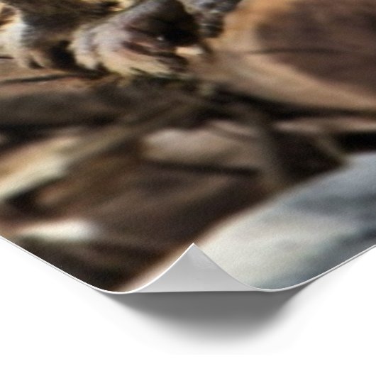 belle impression de babouin (Coin)