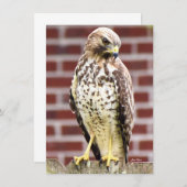 Belle impression de carte de billet Hawk (Devant / Derrière)