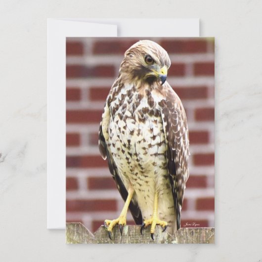 Belle impression de carte de billet Hawk (Devant)