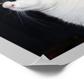 Belle impression de chats (Coin)