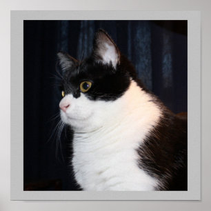 Belle impression de chats