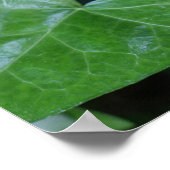 Belle impression de lierre vert (Coin)