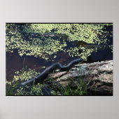 Belle impression de serpent noir (Devant)