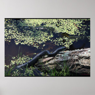 Belle impression de serpent noir