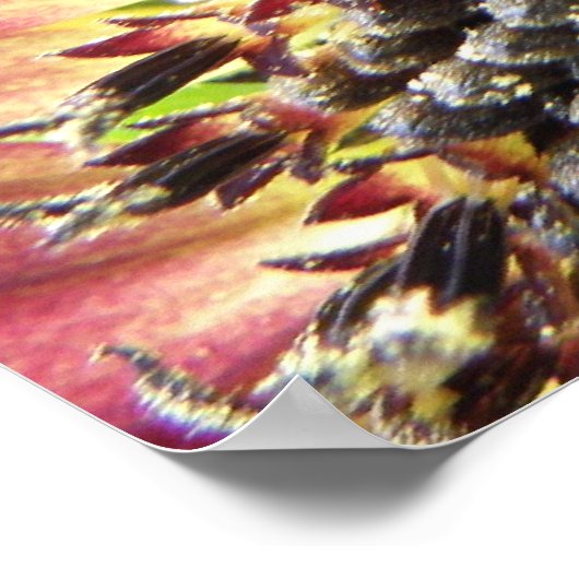 Belle impression de tournesol rose (Coin)