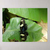 Belle impression papillon (Devant)