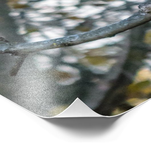 Belle Impression photo de Chouette Barrée (Coin)