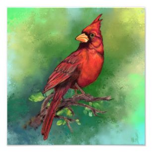 Belle impression photo d'oiseau cardinal rouge du