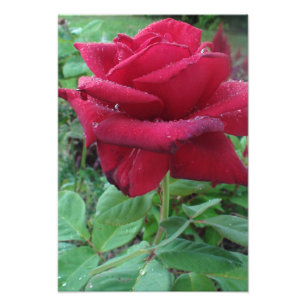 Belle impression photo d'une rose rouge avec des g