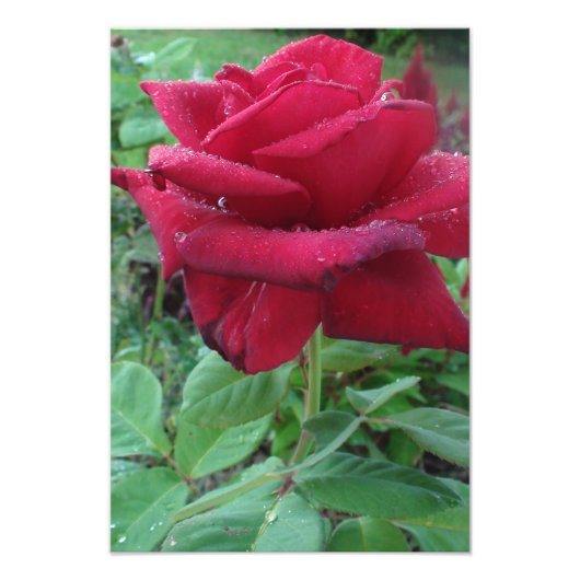 Belle impression photo d'une rose rouge avec des g (Devant)