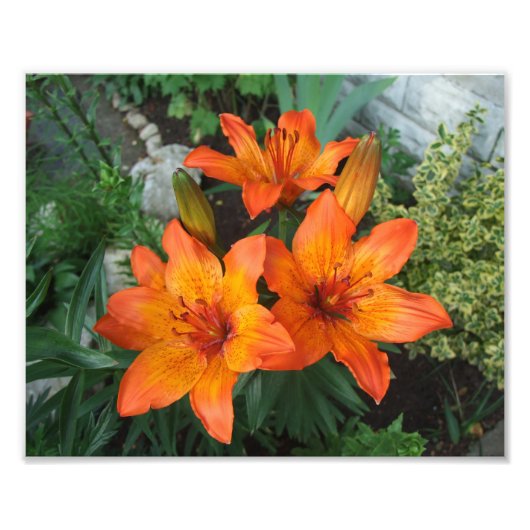 Belle impression photo Fleurs (Devant)