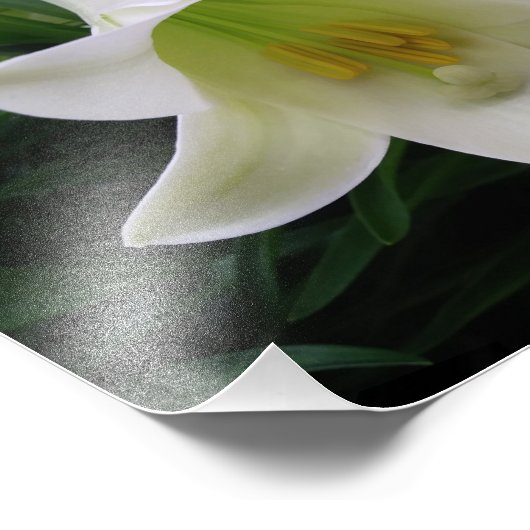 Belle impression photo Fleurs (Coin)