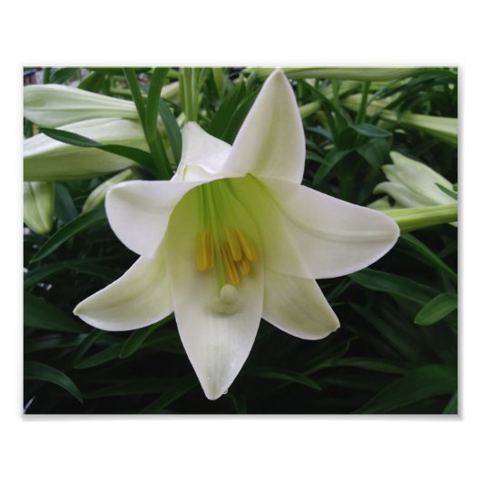 Belle impression photo Fleurs (Devant)