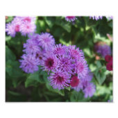 Belle impression photo Fleurs (Devant)