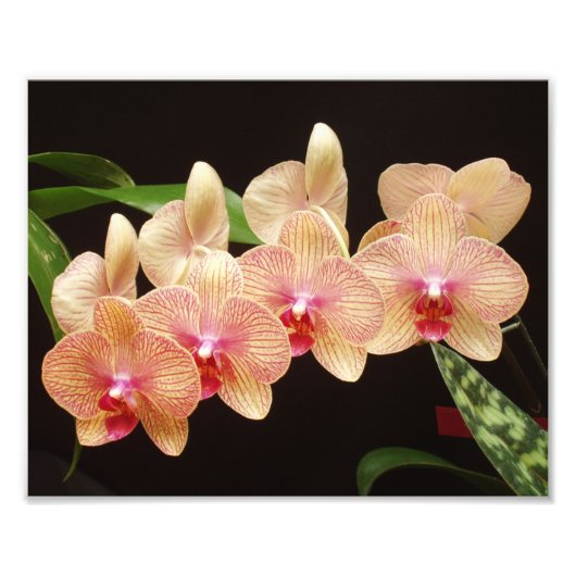 Belle impression photo Fleurs (Devant)