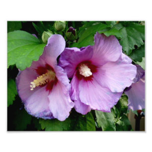 Belle impression photo Fleurs