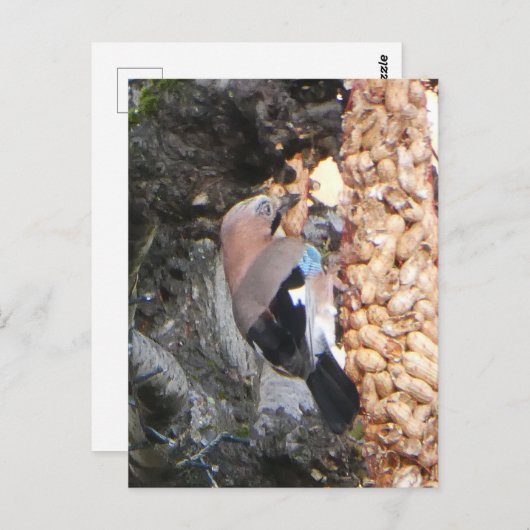 Belle Jay sur les cacahuètes do-it-yourself carte (Devant / Derrière)