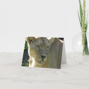 Belle lionne sur une carte de note