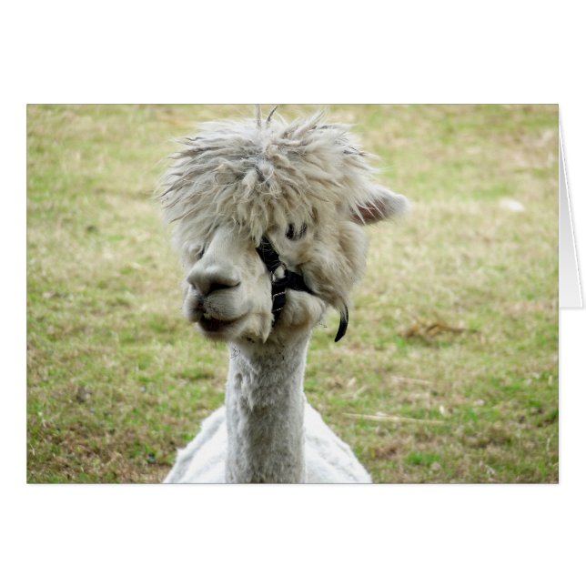 Belle Llama blanche (Devant horizontal)