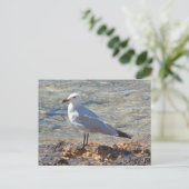 Belle mouette en mer - Carte postale (Debout devant)