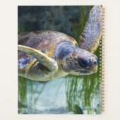 Belle natation de tortue marine (Dos)