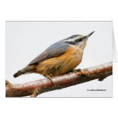 Belle Nuthatch à poitrine rouge sur une branche (Devant horizontal)