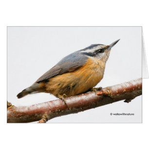 Belle Nuthatch à poitrine rouge sur une branche
