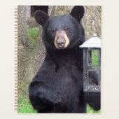 Belle Ours Noir (Devant)