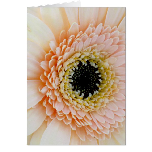 Belle Pêche/Gerber de crème (Devant)