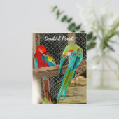 Belle perroquets colorés oiseaux Carte postale (Debout devant)