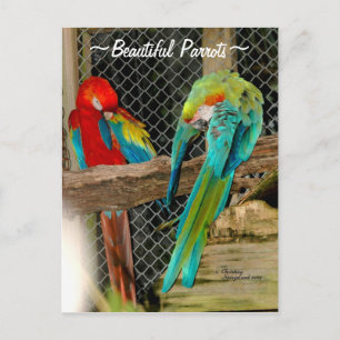 Belle perroquets colorés oiseaux Carte postale
