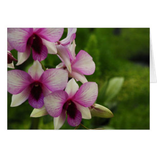 Belle Phalaenopsis
