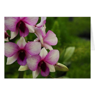 Belle Phalaenopsis