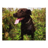 Belle photo Black Labrador Chien Photo Print
