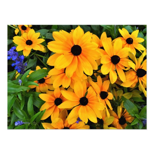 Belle photo de marguerite jaune (Devant)