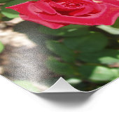 Belle photo de Rose Rouge (Coin)