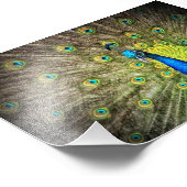 Belle photo Peacock (Coin)