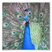 Belle photo Peacock (Devant)