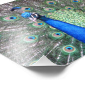 Belle photo Peacock (Coin)