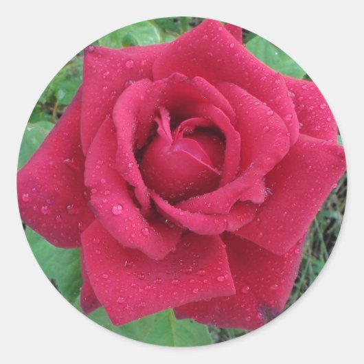 Belle photo une Rose rouge avec Sticker Raindrops (Devant)
