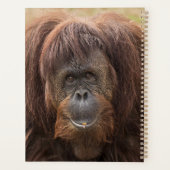 Belle photographie de Borneo Orangutan (Dos)