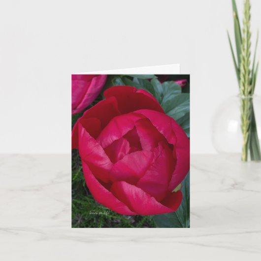 Belle Pierre rouge florissante (Devant)