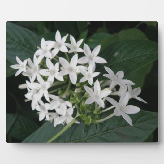Belle Plaque de Fleurs Tropicales Blanches (Devant)