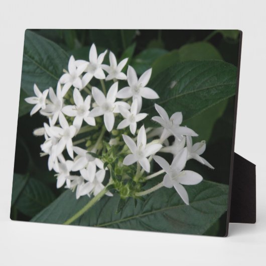 Belle Plaque de Fleurs Tropicales Blanches (Côté)