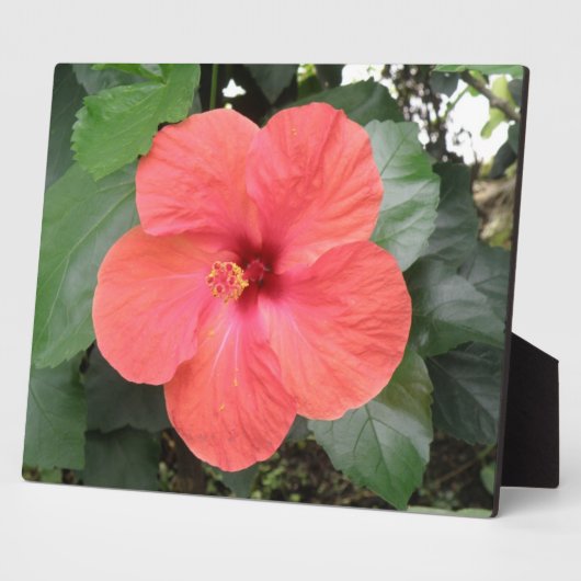 Belle Plaque Orange Hibiscus Flower (Côté)