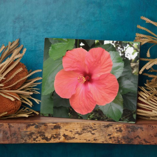 Belle Plaque Orange Hibiscus Flower (Côté)