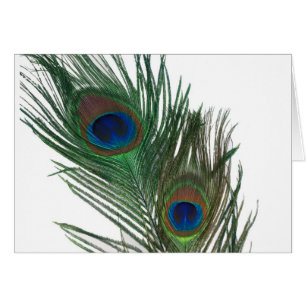 Belle plume de paon blanc